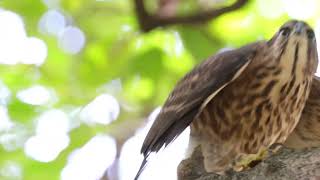 起飛!鳳頭蒼鷹幼鳥