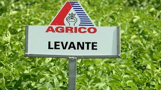 AGRICO VARIETIES - Levante: Quantity and Quality, Looks Great and Stands Strong!