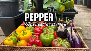 Harvesting COLOURFUL PEPPERS planted in pots