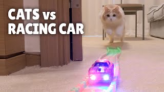 Cats vs Racing Car | Kittisaurus