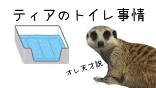 生後3ヶ月半のミーアキャットのトイレ事情。 about toilet of meerkat.