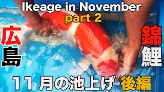 11月の池上げ 後編