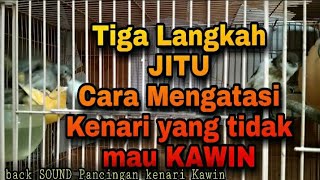 3 Langkah JITU mengatasi Kenari yang tidak mau KAWIN