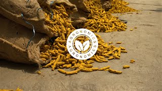 Turmeric Trading in Sangli @Agronomics