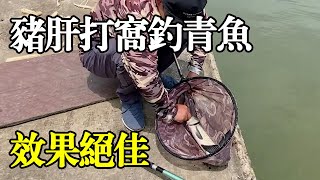 钓鱼新发现，猪肝打窝钓青鱼效果绝佳，最后为何要放生？【户外老曹】