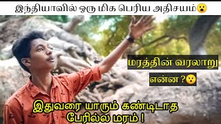 மானாமதுரையில் ஒரு அதிசயமான பெயரில்லா மரம் | Perilla maram in tamil