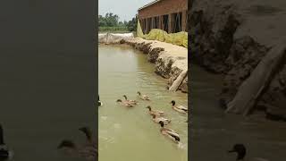 How to start duck farming #duck