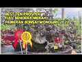 Pameran bonsai wonogiri || BEST TEN PROSPEK + full Bendera merah