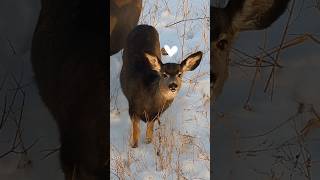 adorable doe snacking on tall grass 🦌 #natureshorts