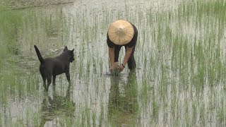 《化解稻草有方(中)》客家新聞雜誌第846集