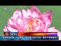 1020715觀天下新聞08 雙溪區推廣雙溪蓮花 七月下旬將推蓮花季