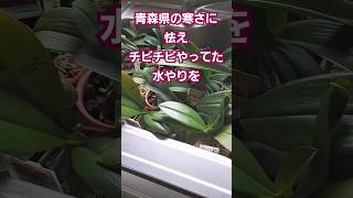 【胡蝶蘭】水やり大量に