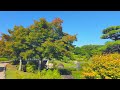 the true beauty of japanese garden 本庭園