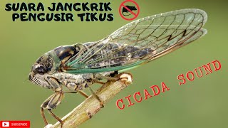 SUARA JANGKRIK|| CICADA SOUND||TERNYATA JANGKRIK PENGUSIR TIKUS