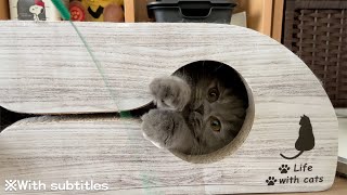 バリバリ隠れ家で遊ぶとやる気スイッチがすぐ入っちゃう猫w【ミヌエット】#minutecat