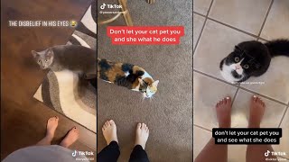 Don't let your cat pet you and see what they does | TikTok