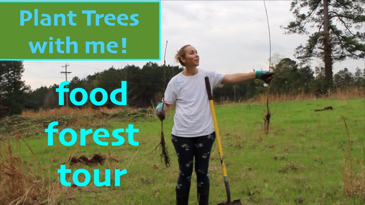 Planting Fruit Trees From Arbor Day Foundation Youtube