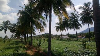 காரமடை அருகில் விவசாய நிலம் 3 ஏக்கர் விற்பனைக்கு.(Agriculture land for sale in Karamadai )