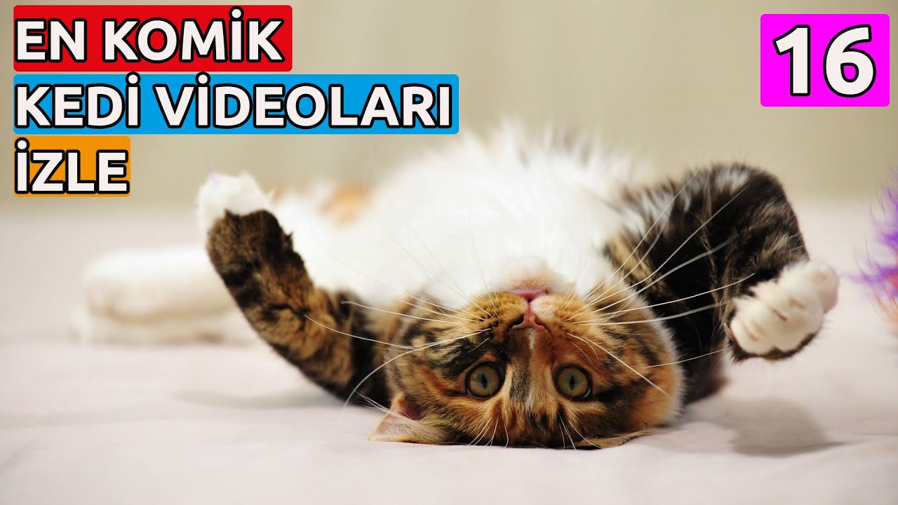 Komik Kediler Izle | Kedi Hayvanları Blog