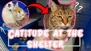 The MOST Important Job at The Animal Shelter: Volunteering With Cats