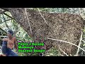 Points 2 Sarang Super Rendah,Madunya Buanyak Banget #lebah #madu #hutan #alam #bee #honey