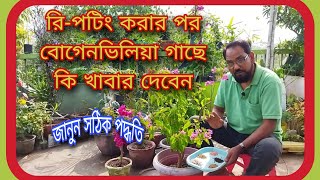 রি-পটিং এর পর বোগেনভিলিয়া গাছে কি সার দেবেন #bougainvillea #gardening #propagation #plantation