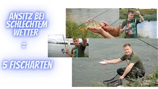 Fünf Fischarten beim schlechtem Wetter am Rhein. Wo steht der Weißfisch?