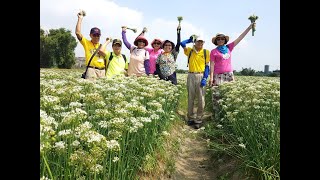 2023桃園韭菜花季 大溪木藝生態博物館一日遊