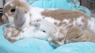 Four baby bunnies with a lot of personality are too precious.