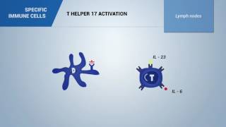 T helper 17 lymphocytes (Th)