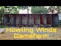 Howling Winds Backyard Gamefarm Update 2023