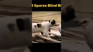 *Kindness in Islam: Cat Spares Blind Bird..😻🕊️*