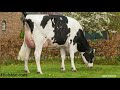 holstein cows