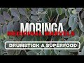 #moringa Medicinal Marvels  -  Drumstick A Superfood