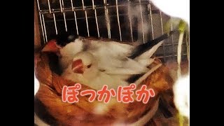 ぽっかぽか　9歳文鳥の介護#225.java finch.