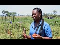 TOMATO PRODUCTION DURING RAINY SEASON