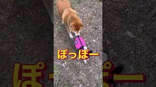 お尻クンクン電車＃柴犬#パピヨン#柴犬とパピヨン#パピヨン子犬#家のドッグラン#癒し