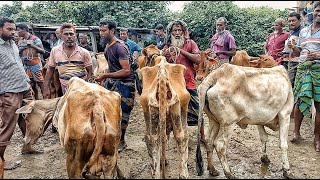 @ শুক্রবার ২০/১০/২৩ | বর্ডার এলাকা থেকে হাড্ডিসার গরুর দাম জানুন | শুকনো হাড্ডিসার গরুর হাট | যশোর