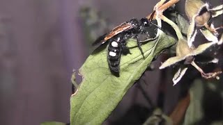 ИНСЕКТАРИЙ: 68. Сколия Четырёхточечная (Scolia quadripunctata)