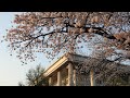 국회 벚꽃 Cherry Blossoms in National Assembly