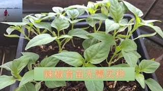 加拿大中部种菜: 辣椒育苗的方法 / Pepper seedlings | 无需买种，新鲜辣椒和干辣椒的籽都可以 | 只有3个月的无霜季也能种辣椒（V122)