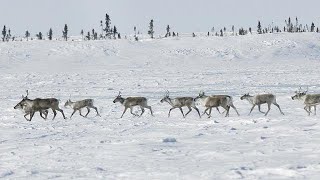 La biodiversité en danger au Canada