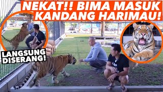 KETEMU KENZO HARIMAU BENGGALA.. KONTEN RESIKO TERTINGGI!!