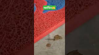 হে আল্লাহ আপনি আমাদের সবাইকে পুলসিরাত পার করার তৌফিক দান করুন।আমিন🤲🤲 #islamicstatus