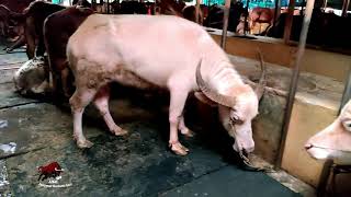 Kushtia Famous Kazi Farm's Bull sister concerns of Sadeeq agro.