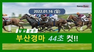 2022.01.16 부산 경마'44초컷' 모아보기