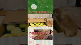 りんご食べたい。りんご食べたい。りんご食べたい。