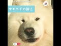 おしゃべりなサモエド😆 犬語で何かを訴えてくる♥️【peco tv】