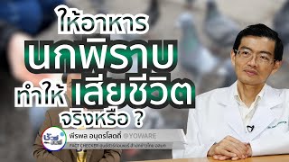 ชัวร์ก่อนแชร์ : ให้อาหารนกพิราบ ติดเชื้อในสมอง ทำให้เสียชีวิต จริงหรือ ?