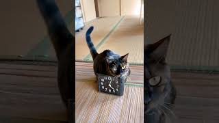 猫が目覚ましを止める瞬間が可愛すぎる！